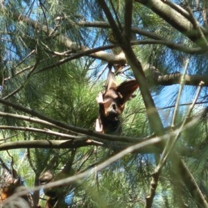 Pteropus scapulatus at Evatt, ACT - 20 Dec 2020