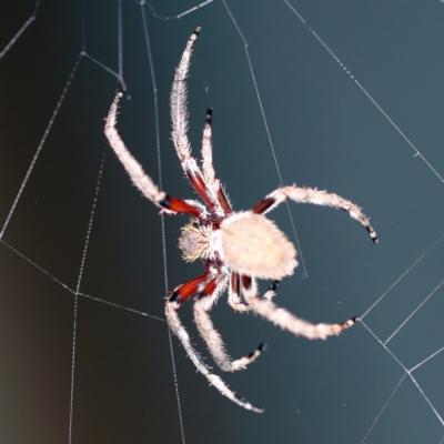 Hortophora sp. (genus) (Garden orb weaver) at O'Connor, ACT - 19 Dec 2020 by ibaird