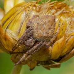 Araneinae (subfamily) (Orb weaver) at Acton, ACT - 16 Dec 2020 by WHall