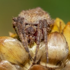 Araneinae (subfamily) at Acton, ACT - 16 Dec 2020 12:37 PM