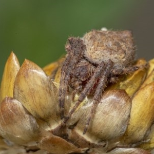 Araneinae (subfamily) at Acton, ACT - 16 Dec 2020 12:37 PM