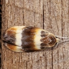 Piloprepes anassa (A Concealer moth) at Melba, ACT - 19 Nov 2020 by kasiaaus