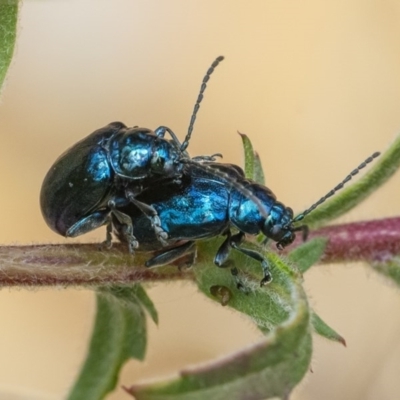 Altica sp. (genus) (Flea beetle) at Acton, ACT - 16 Dec 2020 by WHall