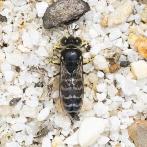 Bembix sp. (genus) at Acton, ACT - 16 Dec 2020 12:54 PM