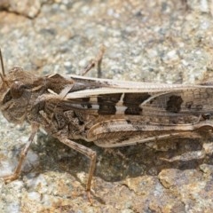 Oedaleus australis (Australian Oedaleus) at Acton, ACT - 16 Dec 2020 by WHall