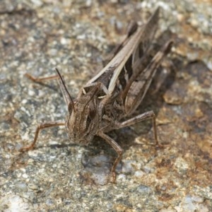 Oedaleus australis at Acton, ACT - 16 Dec 2020