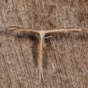 Stenoptilia zophodactylus at Melba, ACT - 19 Nov 2020