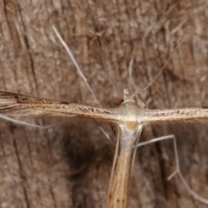 Stenoptilia zophodactylus at Melba, ACT - 19 Nov 2020 10:40 PM