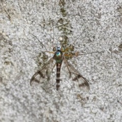 Heteropsilopus ingenuus (A long-legged fly) at ANBG South Annex - 16 Dec 2020 by WHall