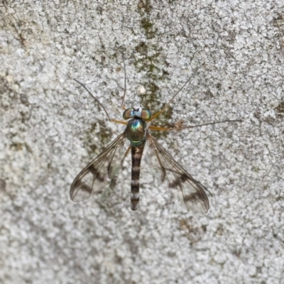 Heteropsilopus ingenuus (A long-legged fly) at Acton, ACT - 16 Dec 2020 by WHall