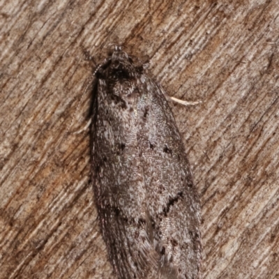 Philobota philostaura (A Concealer moth (Philobota group)) at Melba, ACT - 19 Nov 2020 by kasiaaus