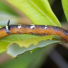 Oenochroma vinaria (Pink-bellied Moth, Hakea Wine Moth) at Acton, ACT - 16 Dec 2020 by WHall