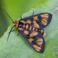 Amata (genus) (Handmaiden Moth) at Acton, ACT - 16 Dec 2020 by WHall