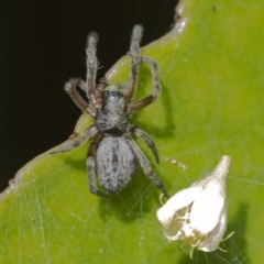 Badumna (genus) (Lattice-web spider) at Acton, ACT - 16 Dec 2020 by WHall