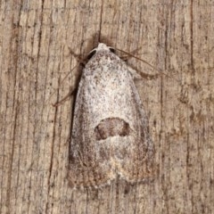 Armactica conchidia (Conchidia Moth) at Melba, ACT - 19 Nov 2020 by kasiaaus