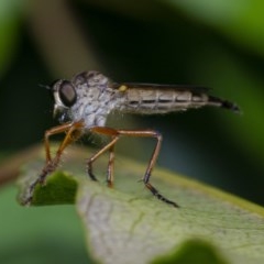 Cerdistus sp. (genus) (Yellow Slender Robber Fly) at ANBG South Annex - 16 Dec 2020 by WHall