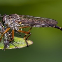 Cerdistus sp. (genus) at Acton, ACT - 16 Dec 2020