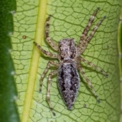 Helpis minitabunda (Threatening jumping spider) at Acton, ACT - 16 Dec 2020 by WHall