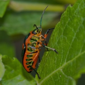 Scutiphora pedicellata at Acton, ACT - 16 Dec 2020