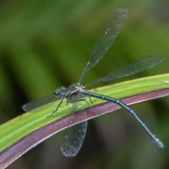 Austroargiolestes icteromelas (Common Flatwing) at Acton, ACT - 16 Dec 2020 by WHall