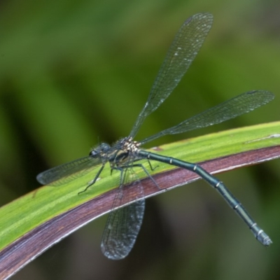 Austroargiolestes icteromelas (Common Flatwing) at Acton, ACT - 16 Dec 2020 by WHall