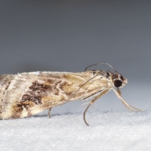 Hellula hydralis at Melba, ACT - 19 Nov 2020