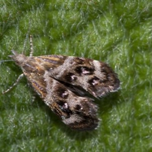 Tebenna micalis at Acton, ACT - 16 Dec 2020