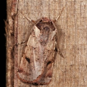 Agrotis porphyricollis at Melba, ACT - 19 Nov 2020 10:55 PM