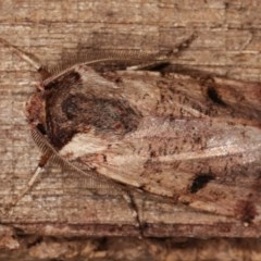 Agrotis porphyricollis at Melba, ACT - 19 Nov 2020 10:55 PM