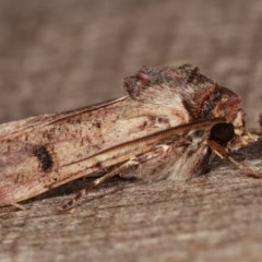 Agrotis porphyricollis at Melba, ACT - 19 Nov 2020 10:55 PM