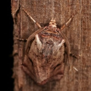 Agrotis porphyricollis at Melba, ACT - 19 Nov 2020 10:55 PM