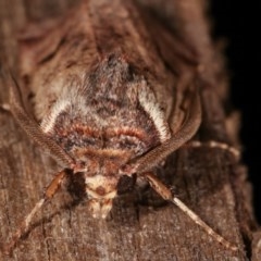 Agrotis porphyricollis at Melba, ACT - 19 Nov 2020 10:55 PM