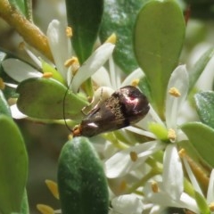 Nemophora (genus) (A Fairy Moth) at Tuggeranong Hill - 20 Dec 2020 by owenh