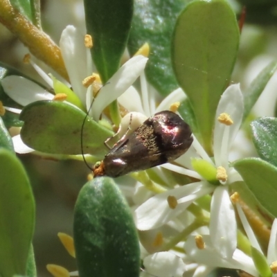 Nemophora (genus) (A Fairy Moth) at Tuggeranong Hill - 20 Dec 2020 by owenh