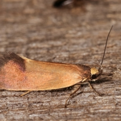 Delexocha ochrocausta (A concealer moth) at Melba, ACT - 19 Nov 2020 by kasiaaus