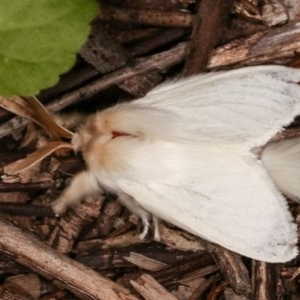 Trichiocercus sparshalli at Melba, ACT - 19 Nov 2020