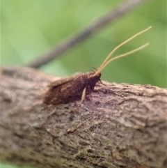 Lecithoceridae (family) (Tropical Longhorned Moths) at Cook, ACT - 18 Dec 2020 by CathB