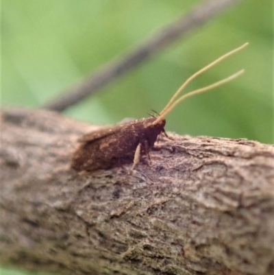 Lecithoceridae (family) (Tropical Longhorned Moths) at Cook, ACT - 18 Dec 2020 by CathB