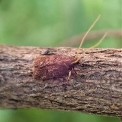 Lecithoceridae (family) at Cook, ACT - 18 Dec 2020