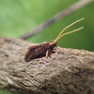 Lecithoceridae (family) at Cook, ACT - suppressed