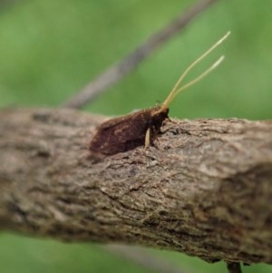 Lecithoceridae (family) at Cook, ACT - 18 Dec 2020