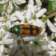 Castiarina scalaris (Scalaris jewel beetle) at Theodore, ACT - 20 Dec 2020 by Owen