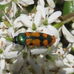 Castiarina scalaris (Scalaris jewel beetle) at Tuggeranong Hill - 20 Dec 2020 by owenh