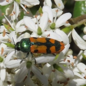 Castiarina scalaris at Theodore, ACT - 20 Dec 2020 11:35 AM