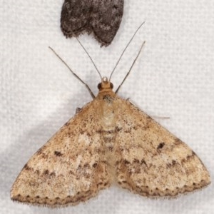 Scopula rubraria at Melba, ACT - 19 Nov 2020