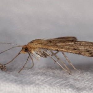 Scopula rubraria at Melba, ACT - 19 Nov 2020