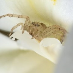 Thomisidae (family) (Unidentified Crab spider or Flower spider) at ANBG - 16 Dec 2020 by WHall