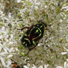 Eupoecila australasiae (Fiddler Beetle) at Tuggeranong Hill - 20 Dec 2020 by owenh