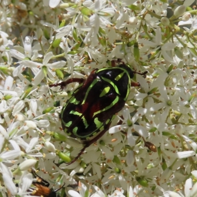 Eupoecila australasiae (Fiddler Beetle) at Tuggeranong Hill - 20 Dec 2020 by owenh