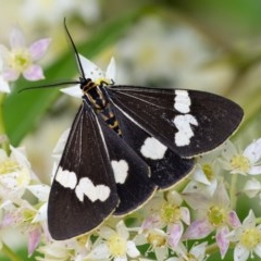 Nyctemera amicus (Senecio Moth, Magpie Moth, Cineraria Moth) at Acton, ACT - 16 Dec 2020 by WHall